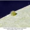 limenitis reducta ovum